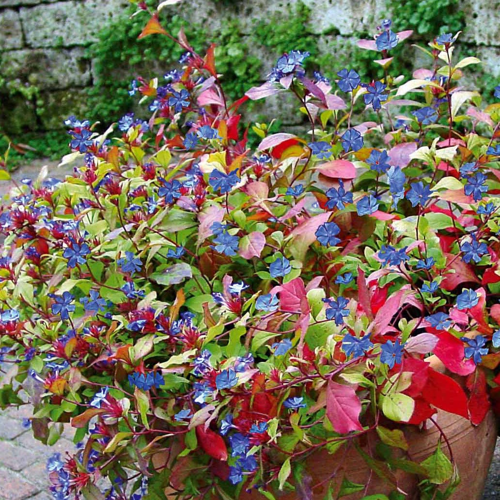 Cerastostigma - Dentelaire bleue - Ceratostigma plumbaginoides - Plantes