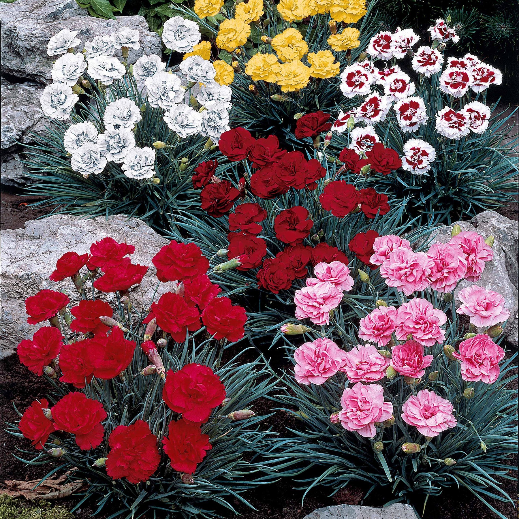 6 Oeillets en mélange - Dianthus caryophyllus grenadine red, scharlaken, y - Plantes