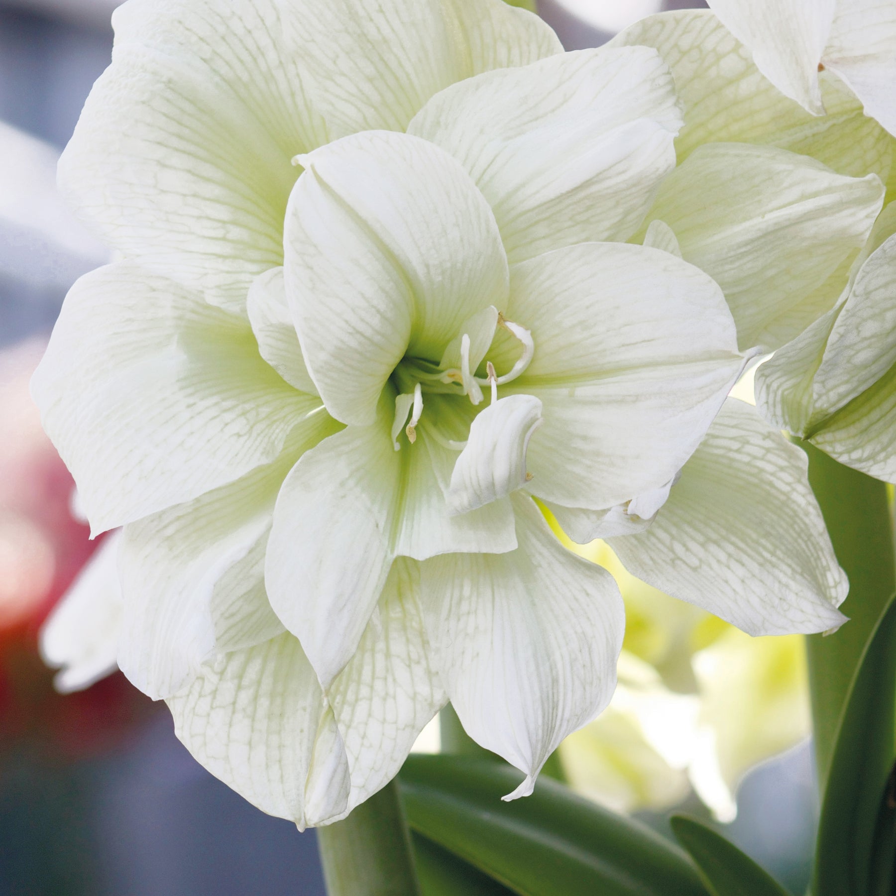 Collection de 2 Amaryllis rose et blanche - Amaryllis Happy Nymph, White Nymph - Amaryllis