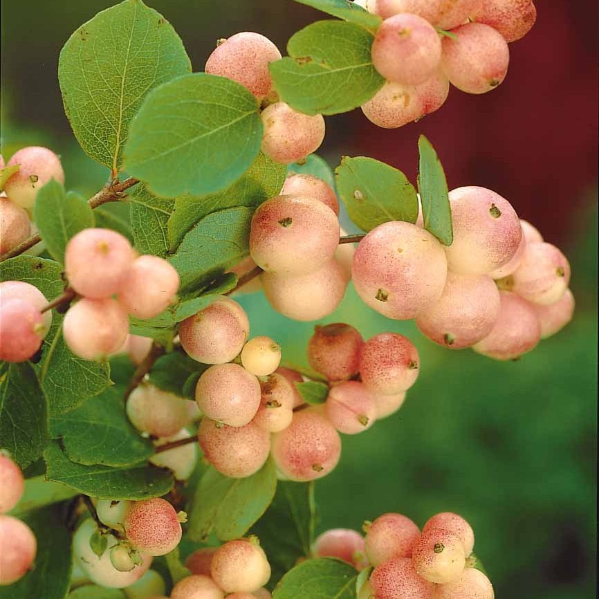 Collection Haie aux oiseaux - Cotoneaster franchetii, Amelanchier lamarckii, Euonymus, Symphoricarpos - Arbustes