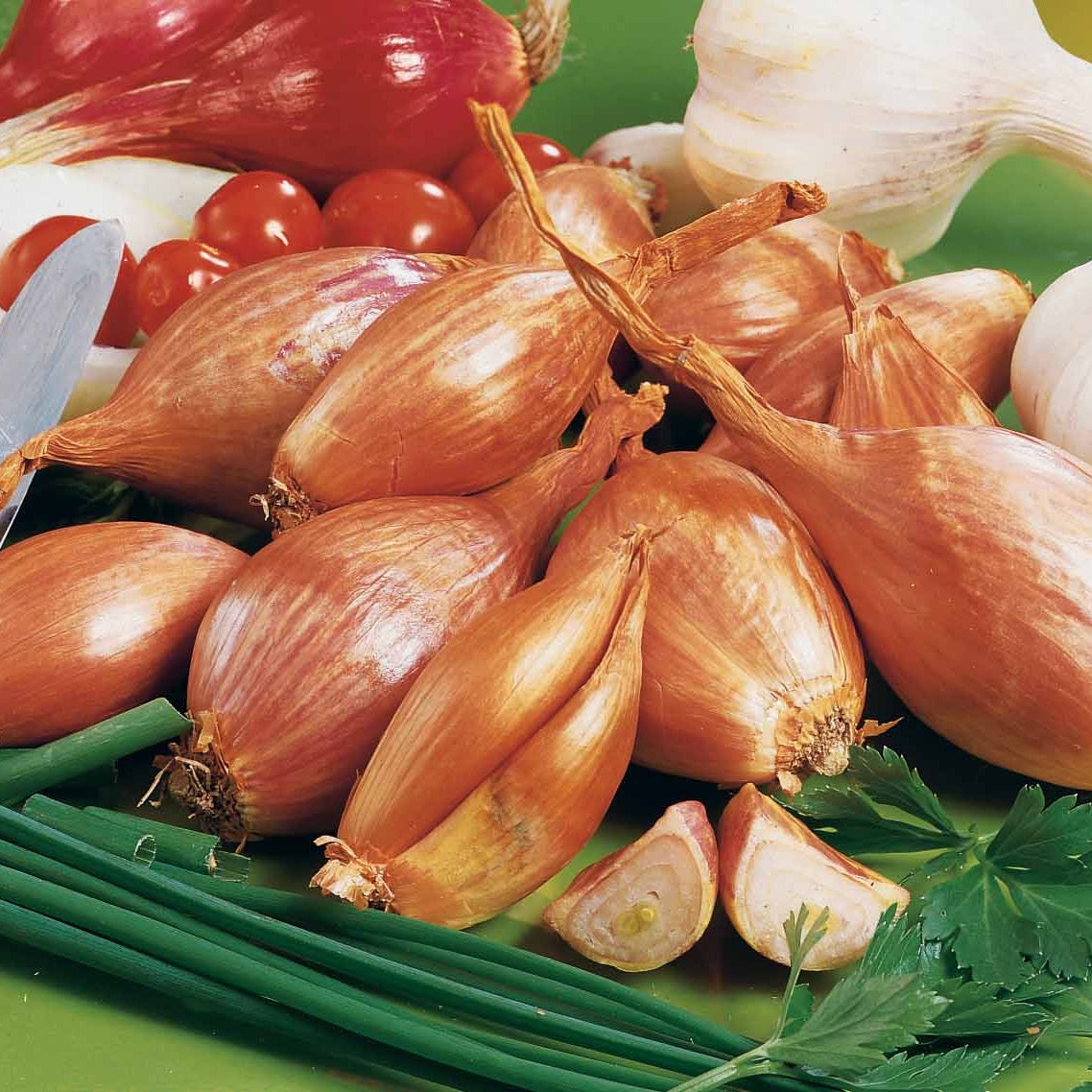 Collection d'Ails roses, Echalotes et Oignons - - Willemse