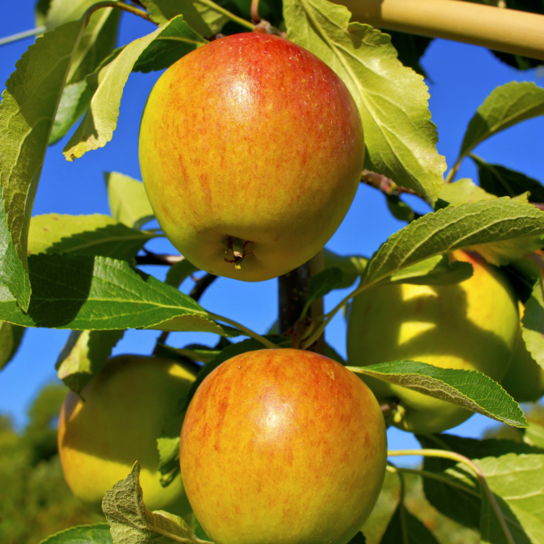 Collection de  Pommiers : Reine de reinettes, Gala, Golden Delicious - Malus domestica reine de reinettes, gala, golden delicious