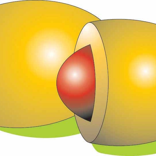 Carotte Longue lisse de Meaux (200 g enrobées) - Daucus carota longue lisse de meaux - Willemse