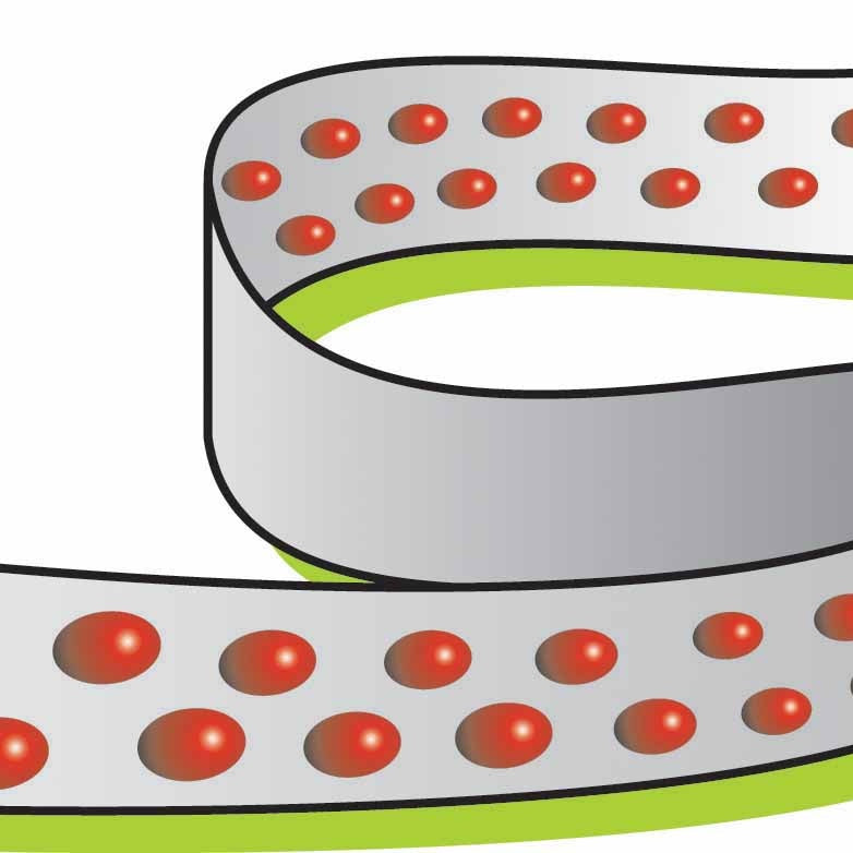 Chicorée scarole Blonde à coeur plein (ruban) - Cichorium endivia blonde à coeur plein - Willemse