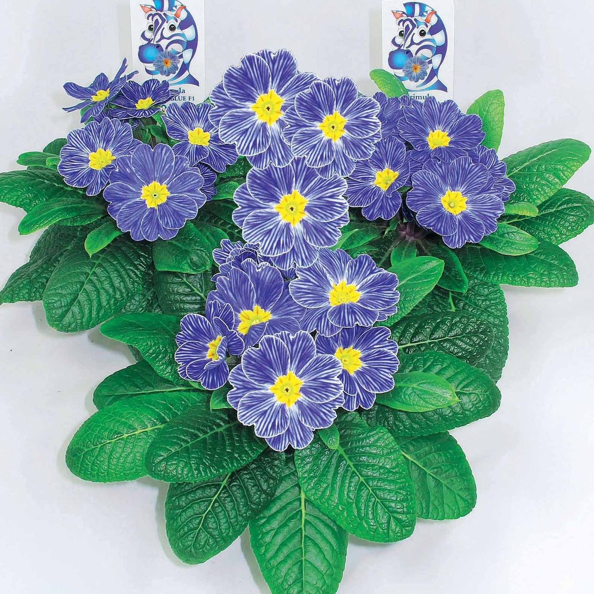 3 Primevères Zebra Blue - Primula zebra blue - Willemse