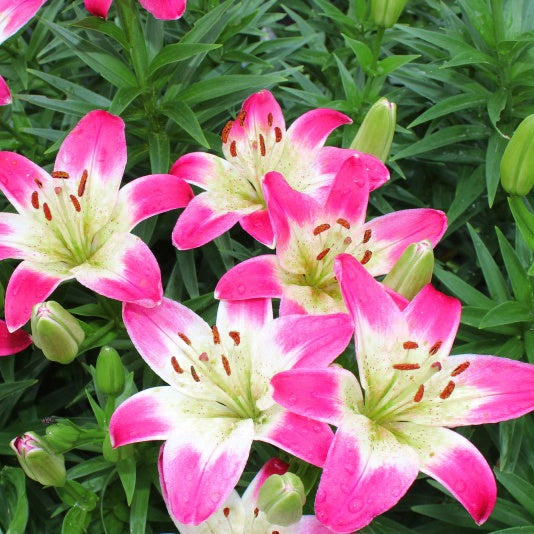 3 Lis asiatiques Lollypop - Lilium lollypop - Willemse