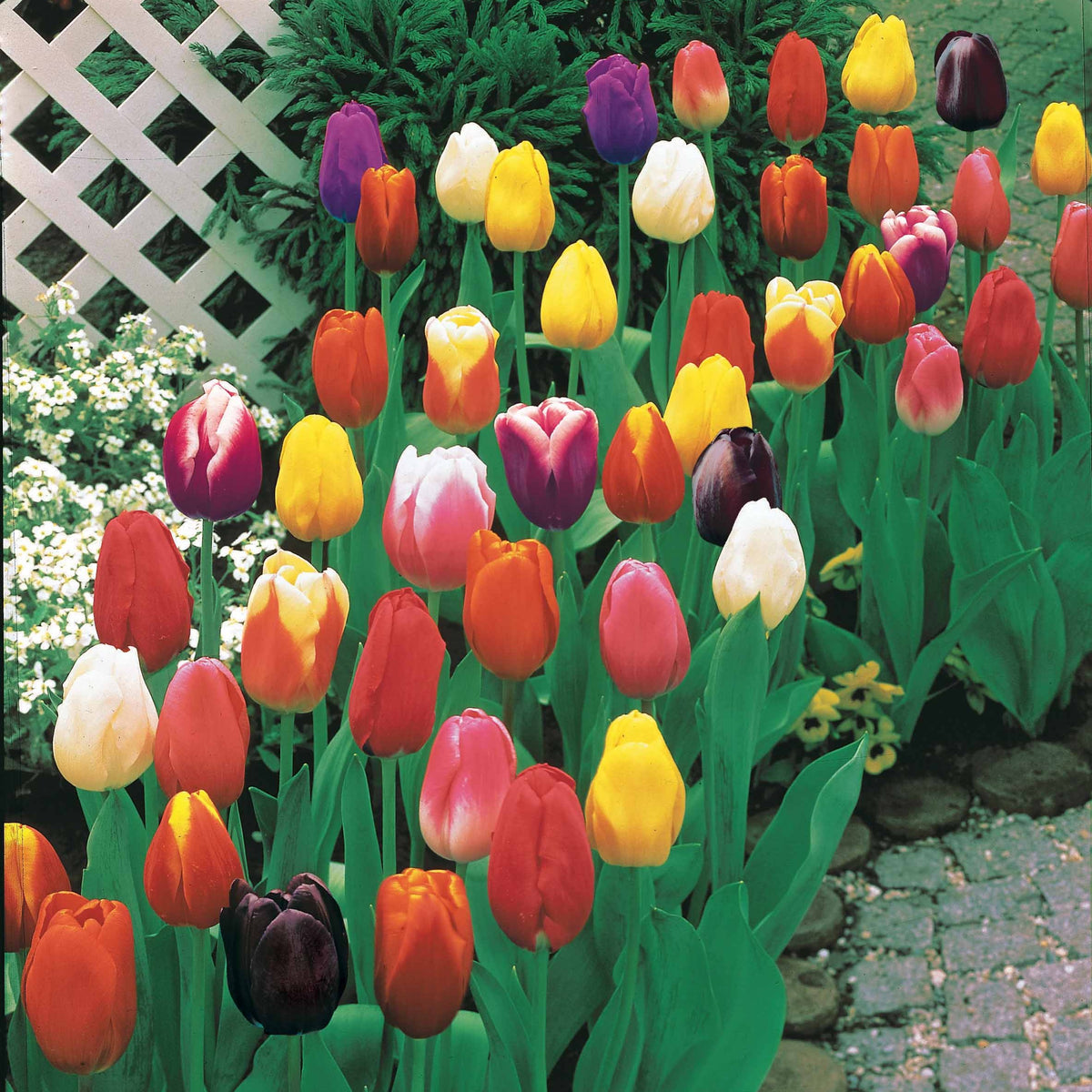 50 Tulipes à longues tiges en mélange - Tulipa - Plantes