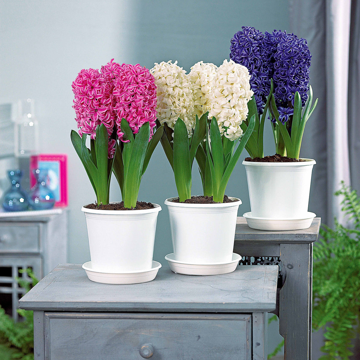 3 Jacinthes préparées roses + pot blanc - Hyacinthus - Willemse