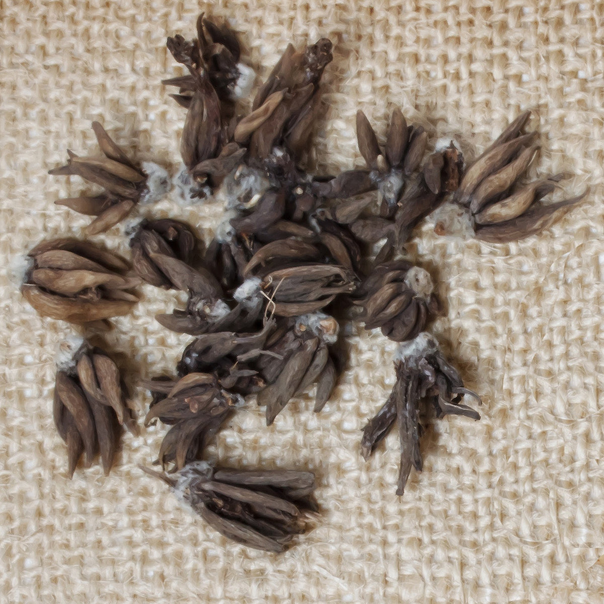 10 Renoncules Mirabelle en mélange - Ranunculus mirabelle - Willemse