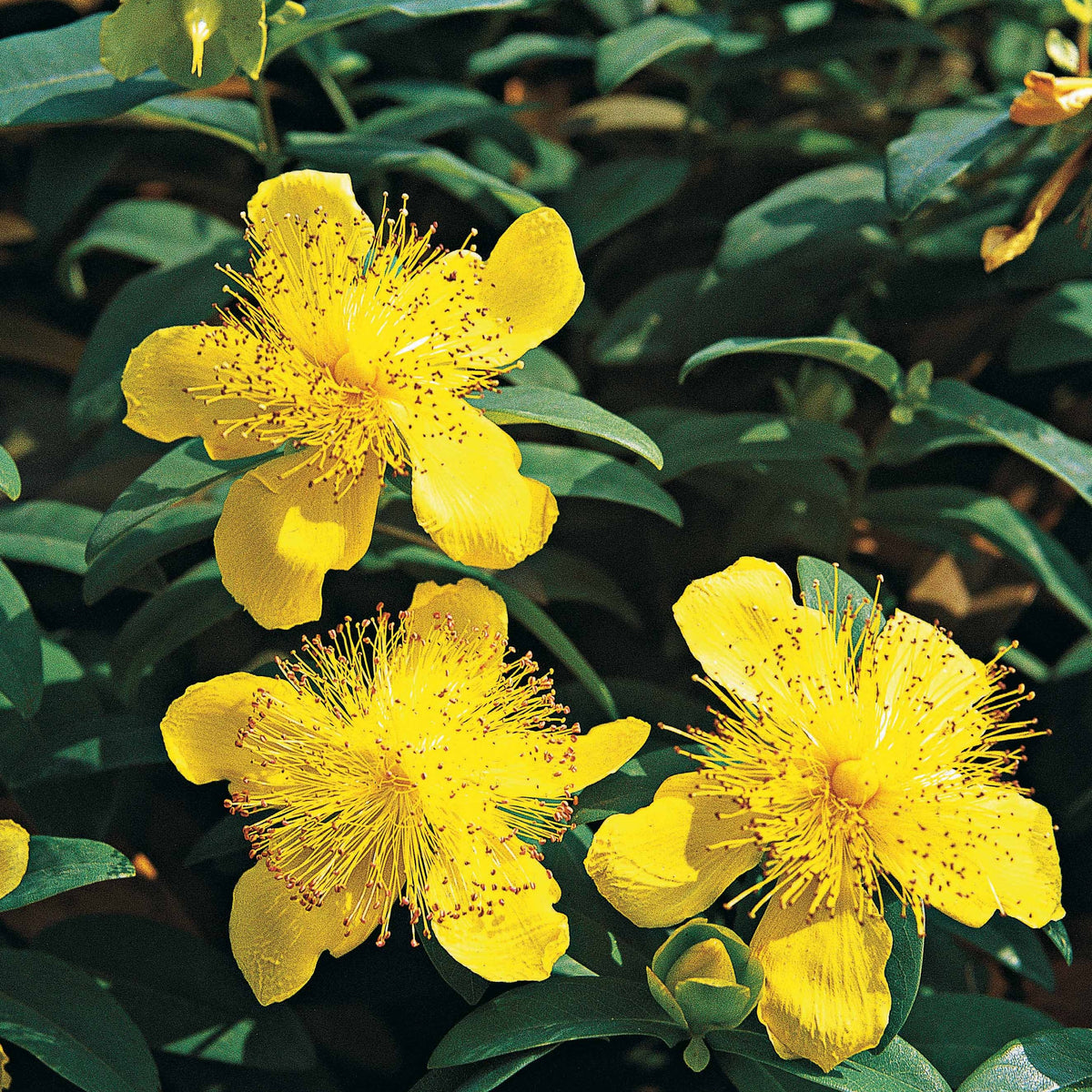 10 Millepertuis - Hypericum calycinum - Willemse