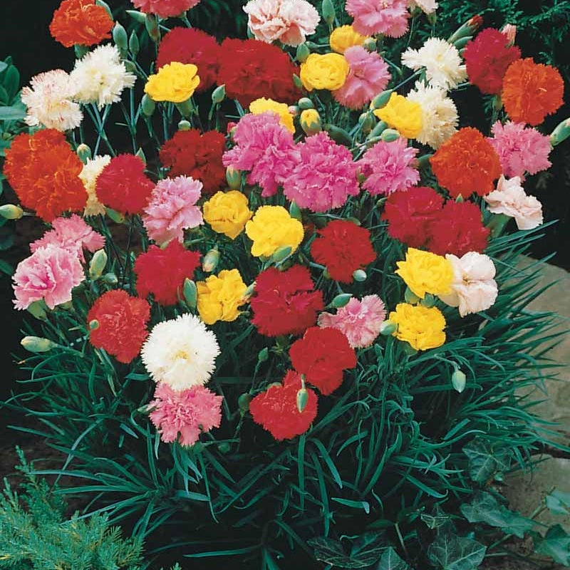 12 Oeillets Triomphe en mélange - Dianthus caryophyllus triomphe - Willemse