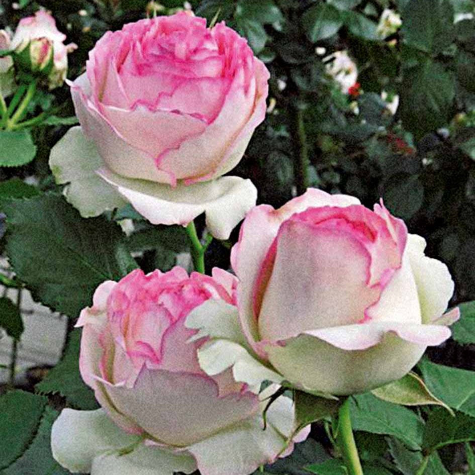 2 Rosiers grimpants Pierre de Ronsard ® Meiviolin - Rosa pierre de ronsard ® meiviolin - Willemse