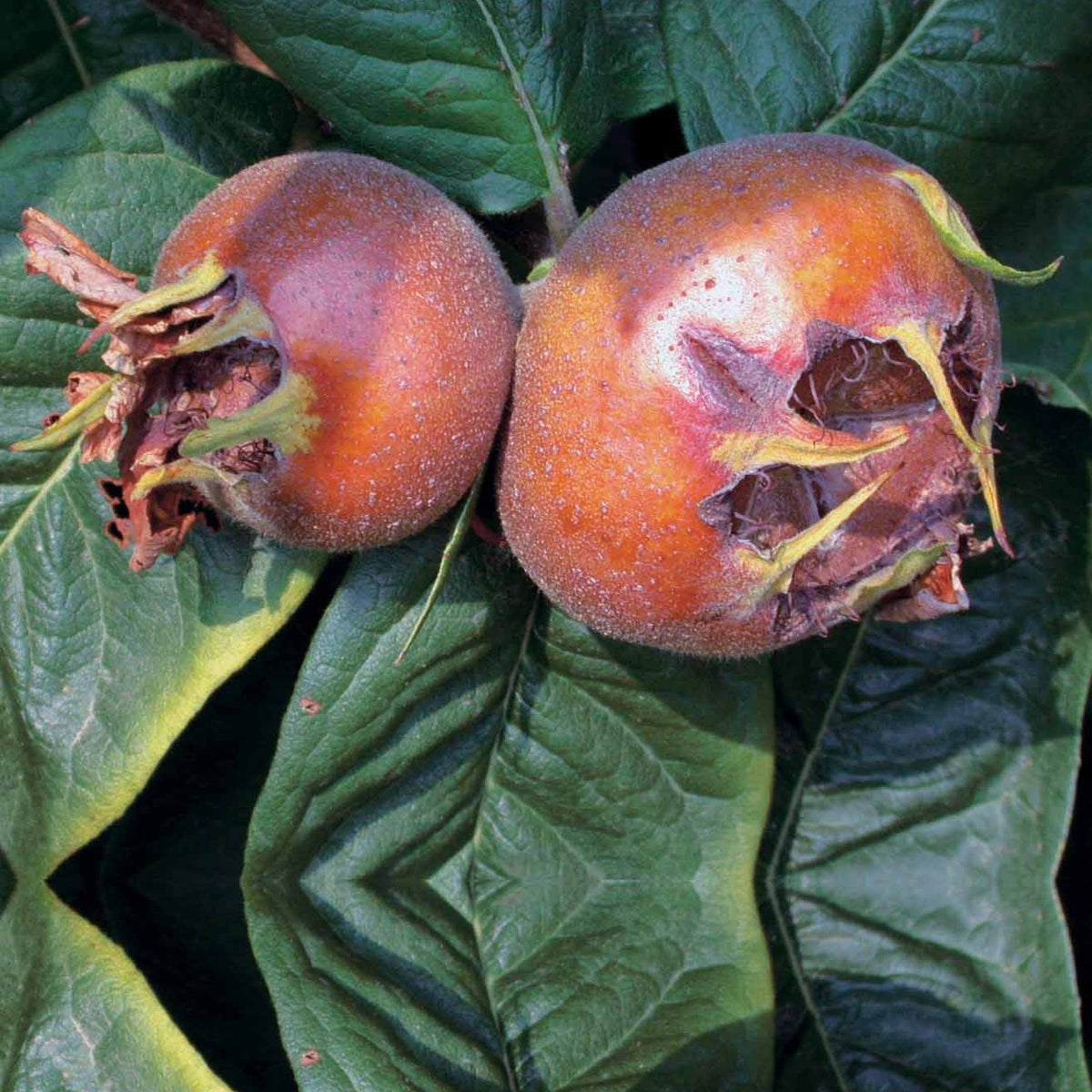 Néflier d'Allemagne - Mespilus germanica - Willemse