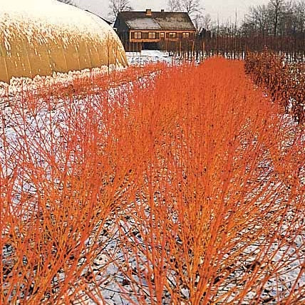 2 Cornouillers fluo - Cornus sanguinea winter flame ® anny - Willemse