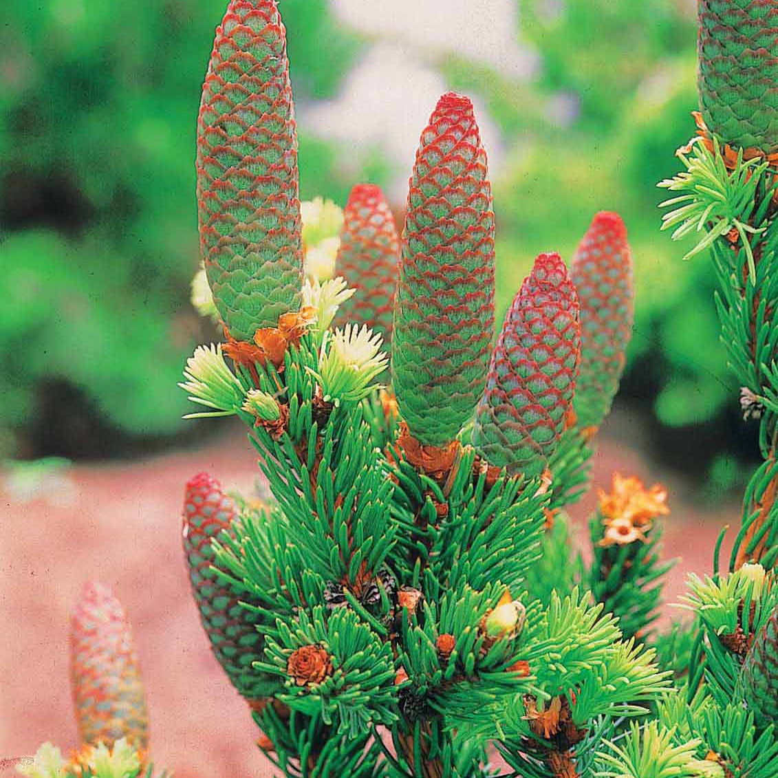 Sapin Lucky strike - Picea pungens lucky strike - Willemse