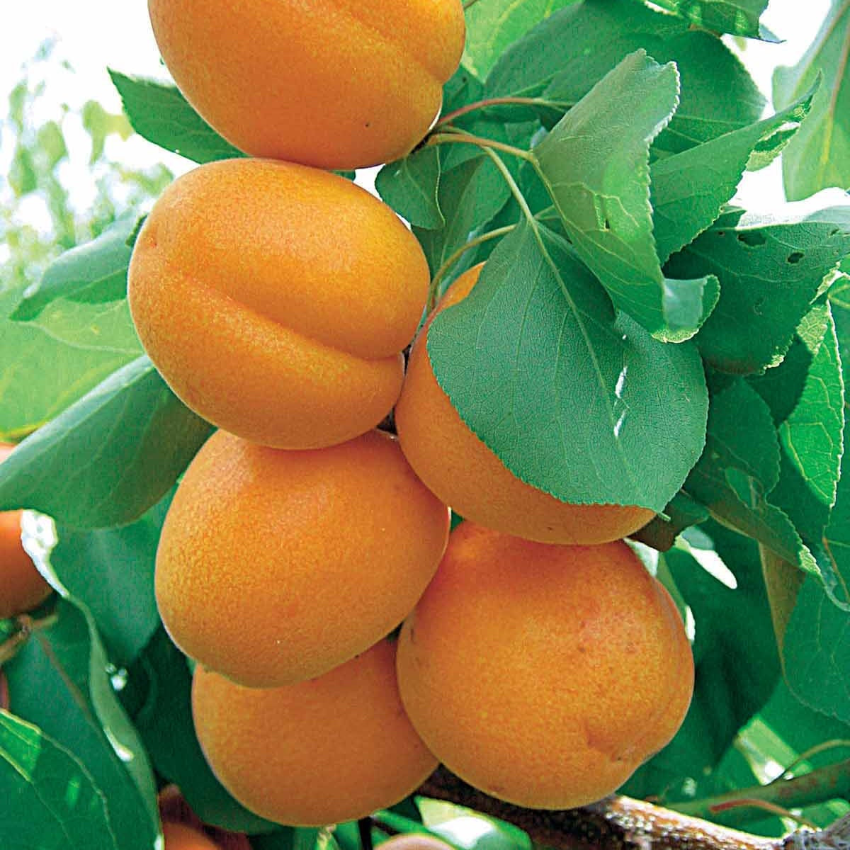 Abricot Polonais - Prunus armeniaca polonais - Willemse