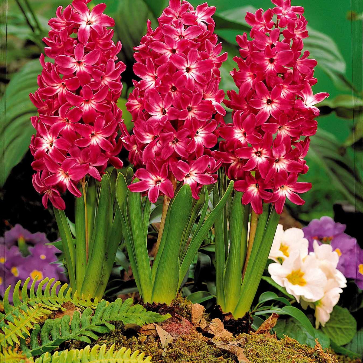 Coll. de 10 Jacinthes à coeurs blancs (5 Blue Magic + 5 Red Magic) - Hyacinthus blue magic , red magic - Willemse