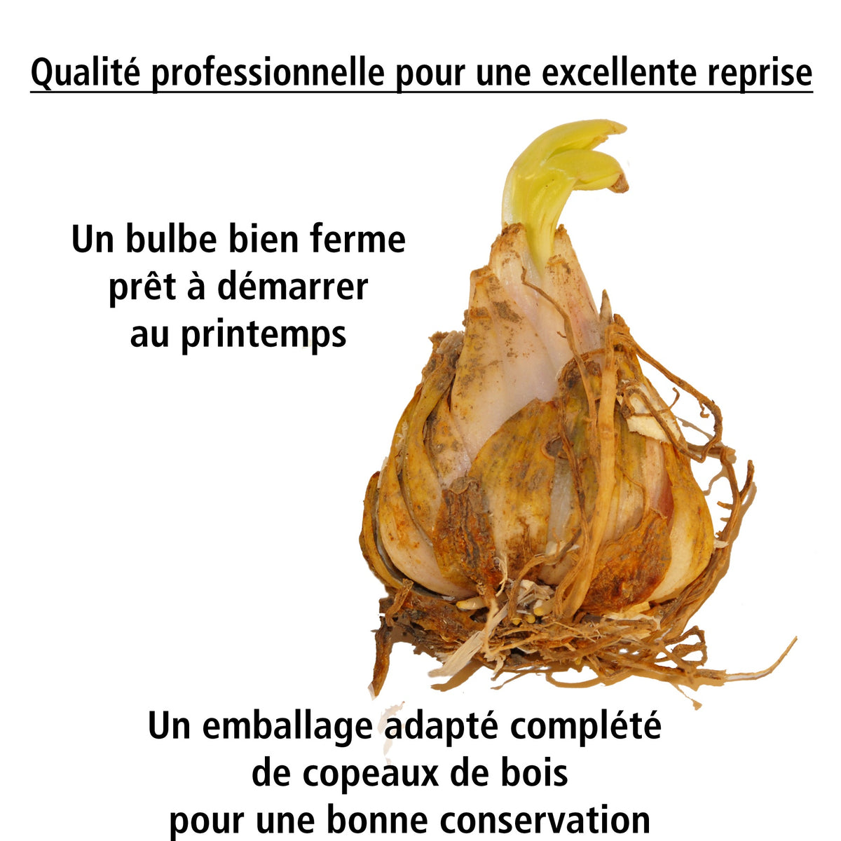 3 Lis Trompette royal blanc - Lilium regale album - Willemse