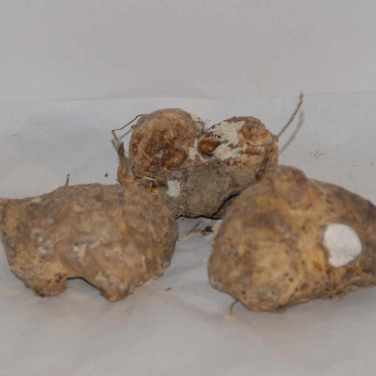 2 Arums d'Italie - Arum italicum - Willemse