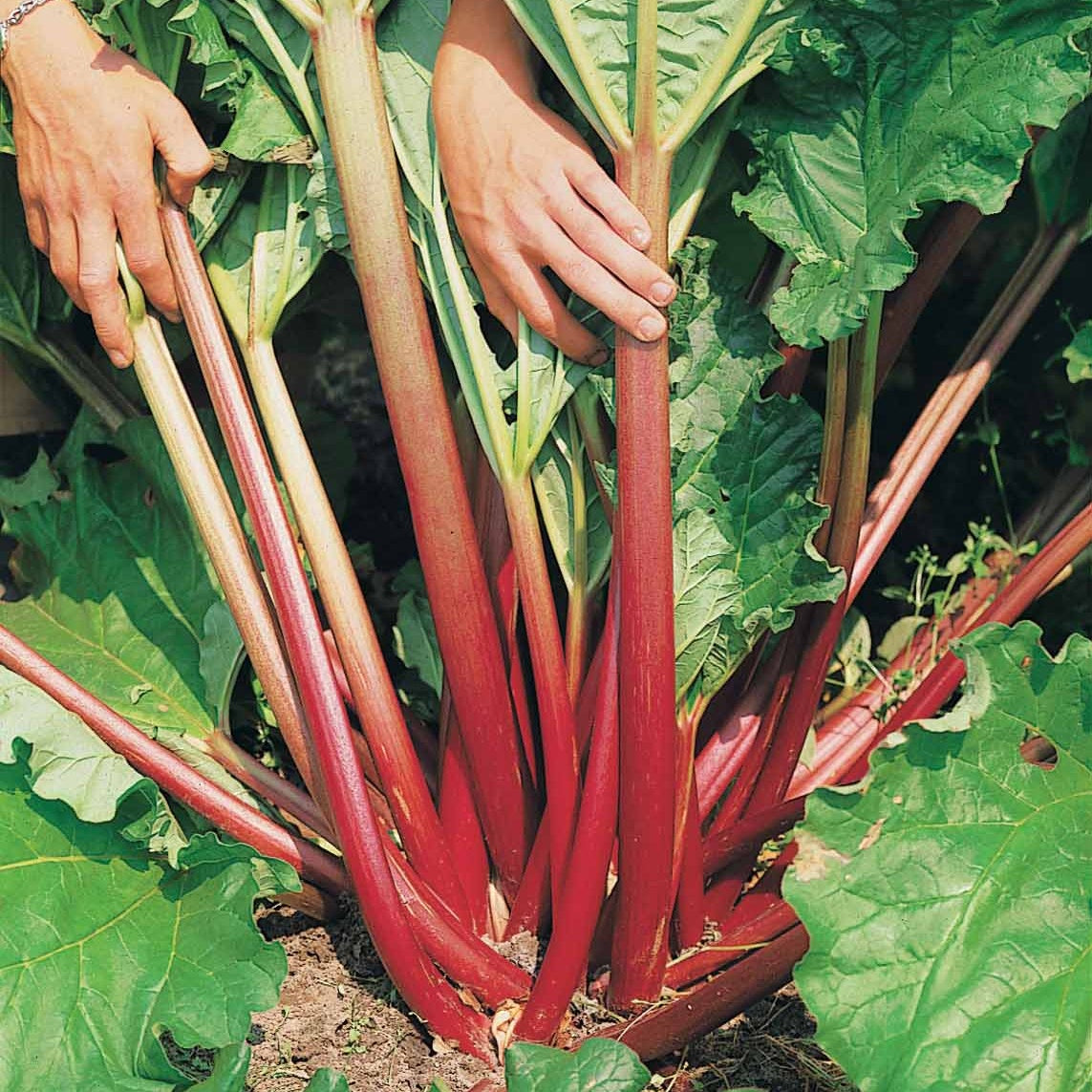 6 Rhubarbes - Rheum rhaponticum - Willemse