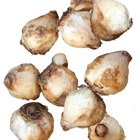 25 Sparaxis Roi du feu - Sparaxis fire king - Willemse