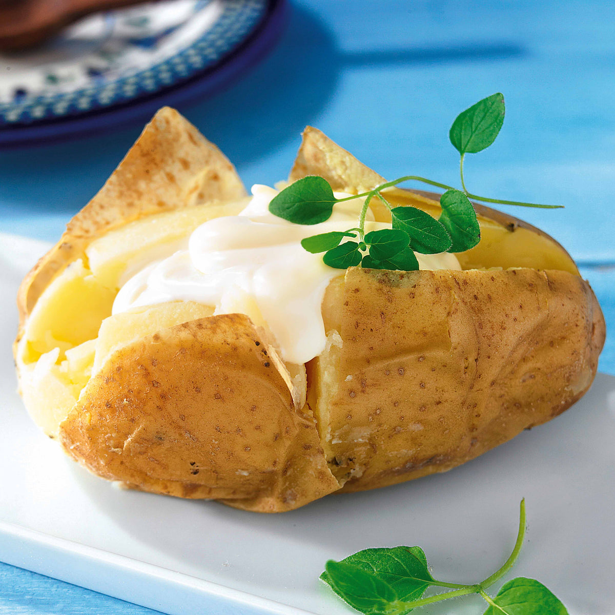 Pomme de terre Caesar (1,5 kg) - Solanum tuberosum caesar - Willemse