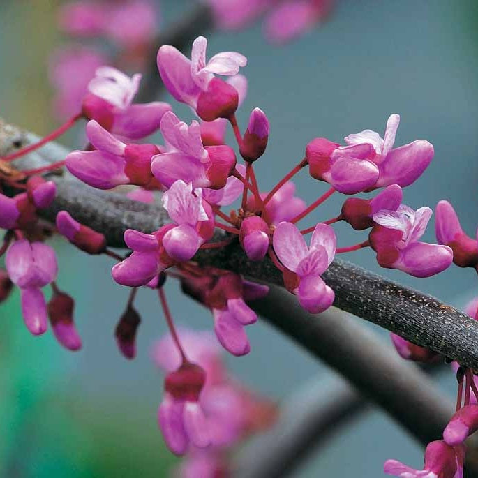 Gainier du Canada pleureur - Cercis canadensis lavender twist - Willemse