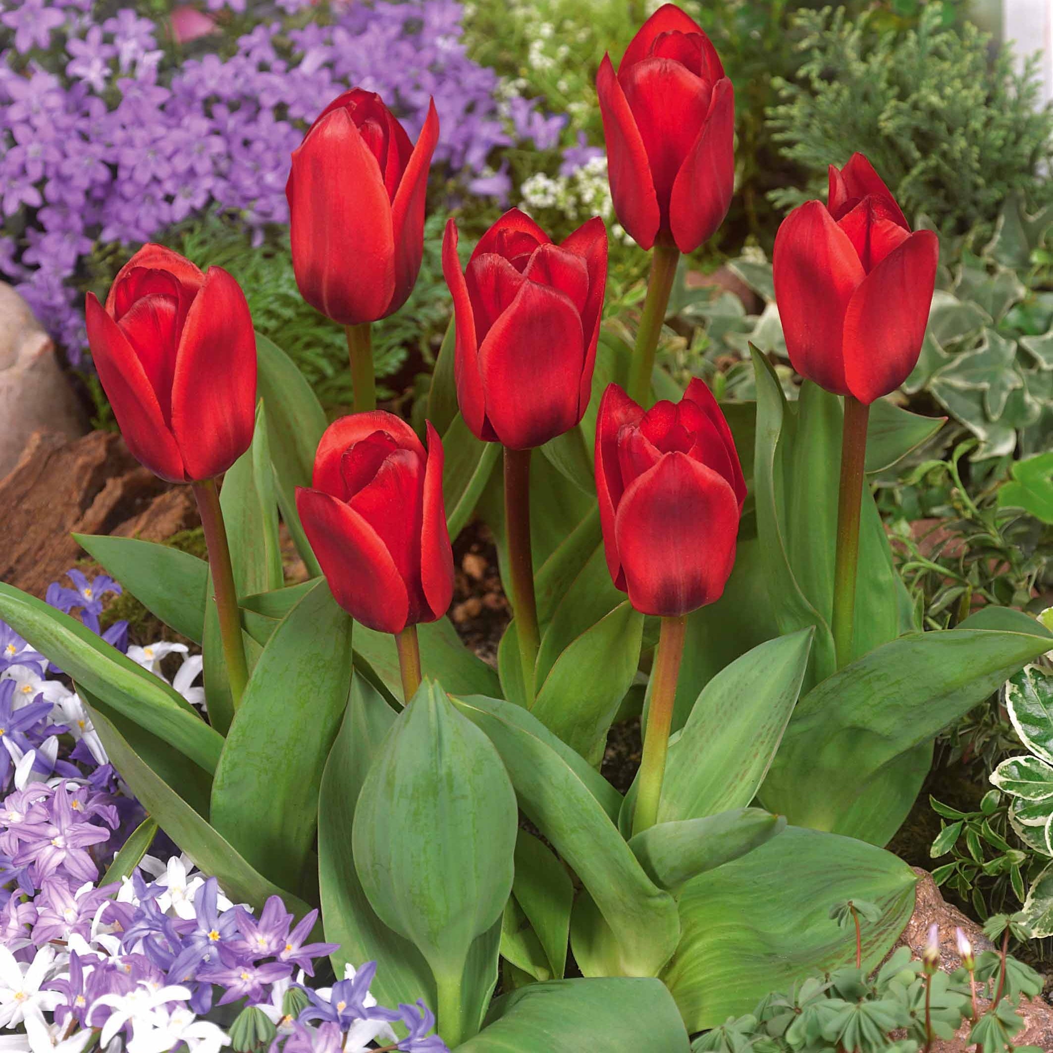 Bulbes 10 Tulipes Showwinner Tulipa Kaufmanniana Showwinner Bulbes 10 Tulipes Showwinner Tulipa Kaufmanniana Showwinner