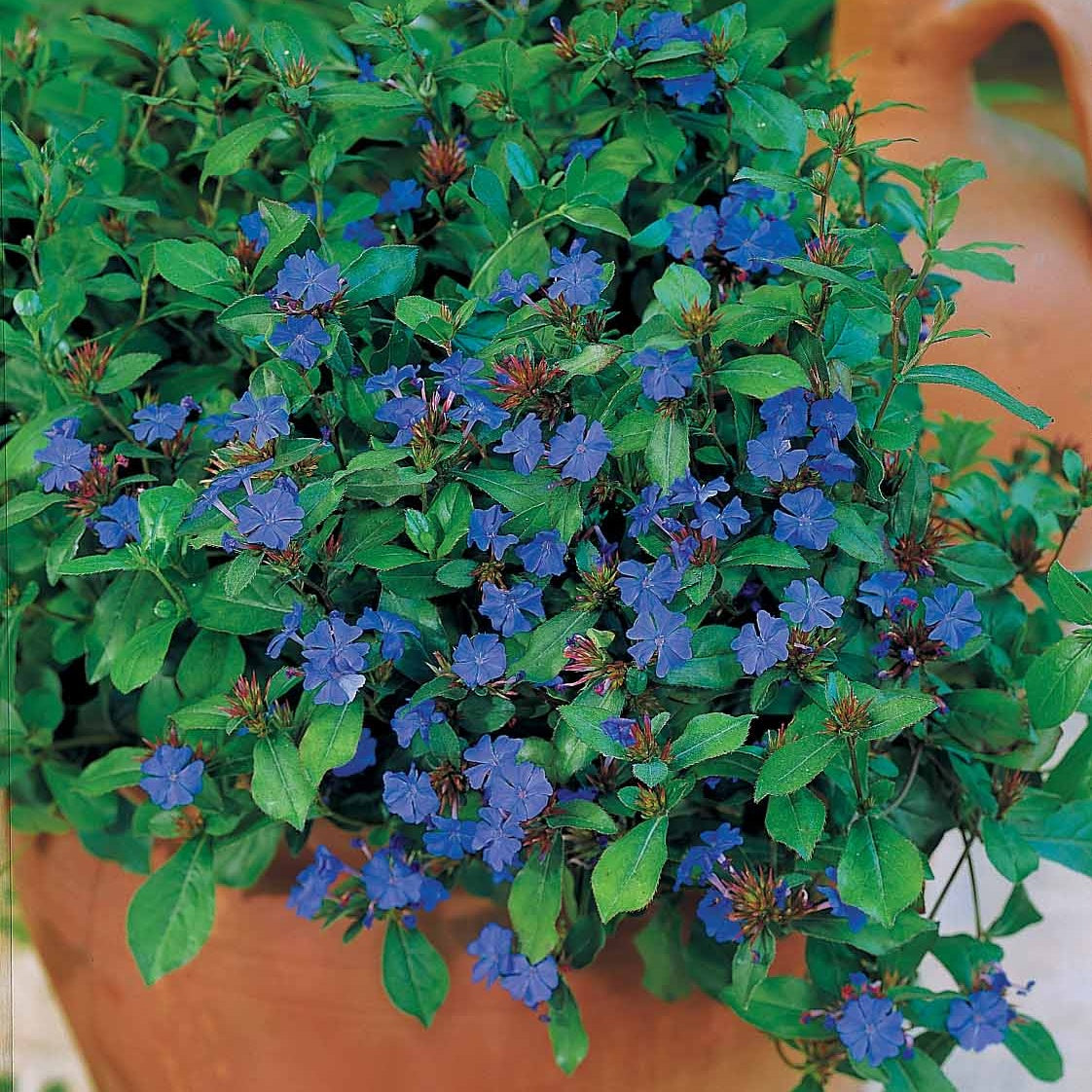 3 Plumbagos de Chine - Ceratostigma plumbaginoides - Willemse