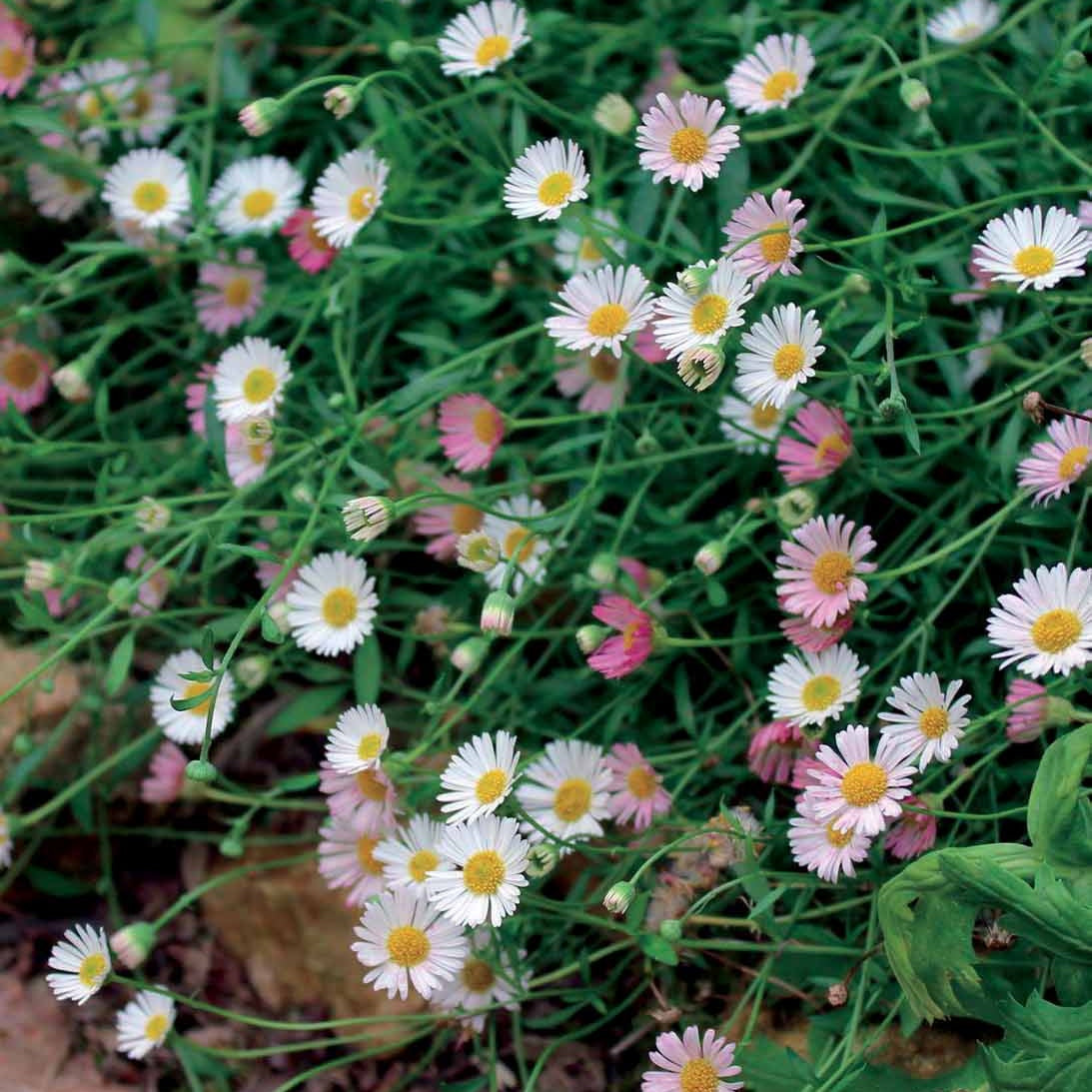 2 Vergerettes - Erigeron karvinskanius - Willemse