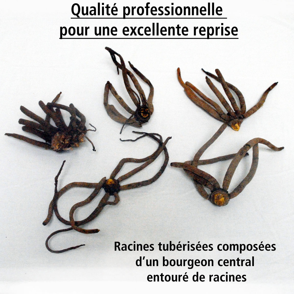 5 Eremurus en mélange - Eremurus - Willemse