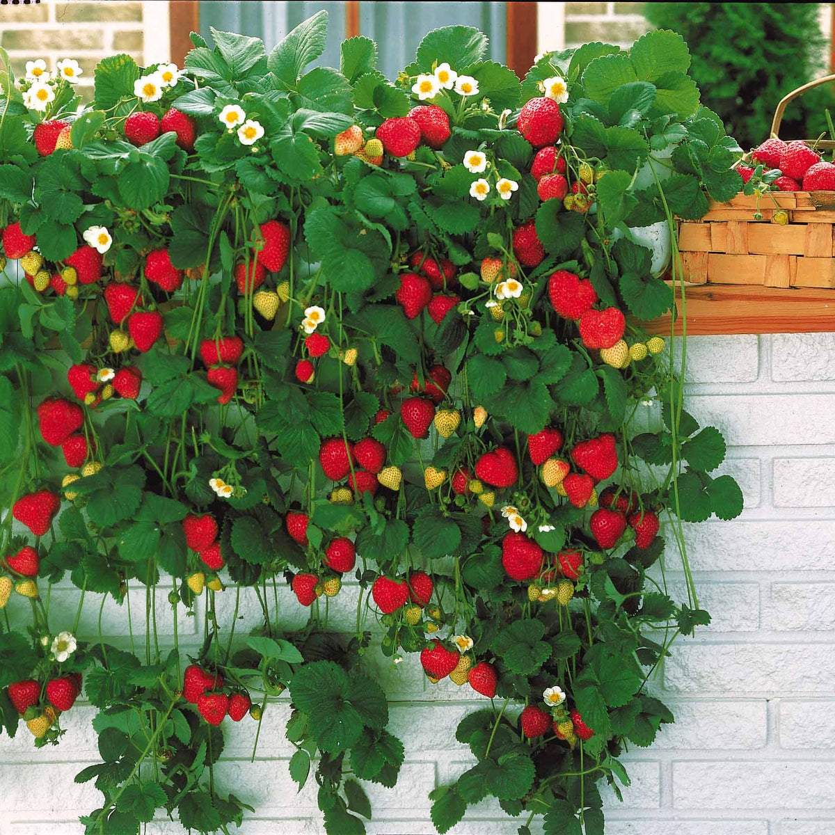 10 Fraisiers grimpants et remontants Mount Everest - Fragaria mount everest - Willemse