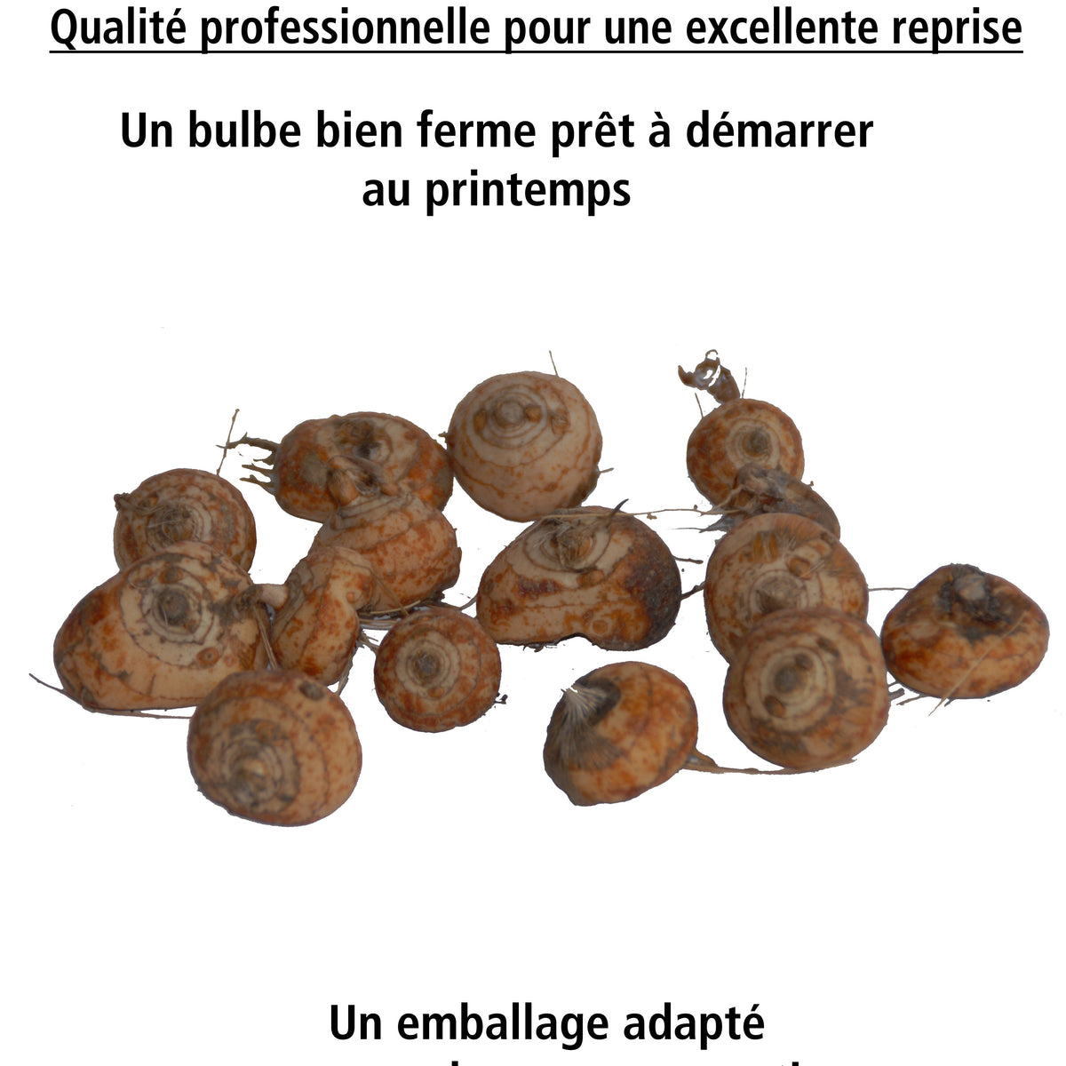 15 Crocosmias jaunes - Crocosmia norwich canary - Willemse