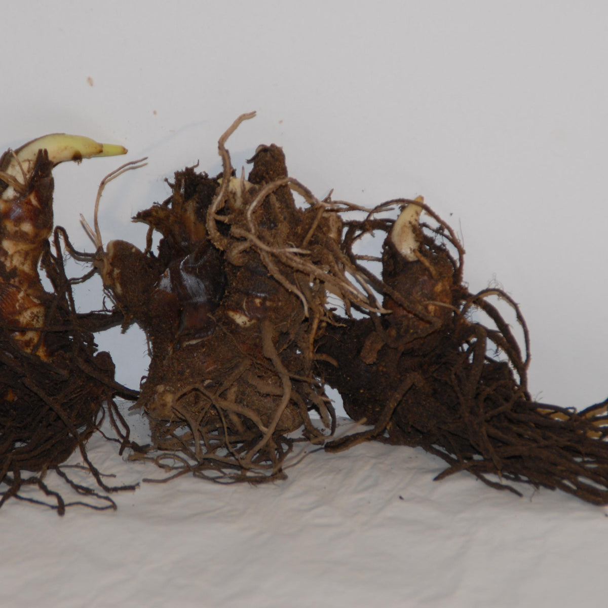 2 Cannas Nuit noire - Canna black night - Willemse