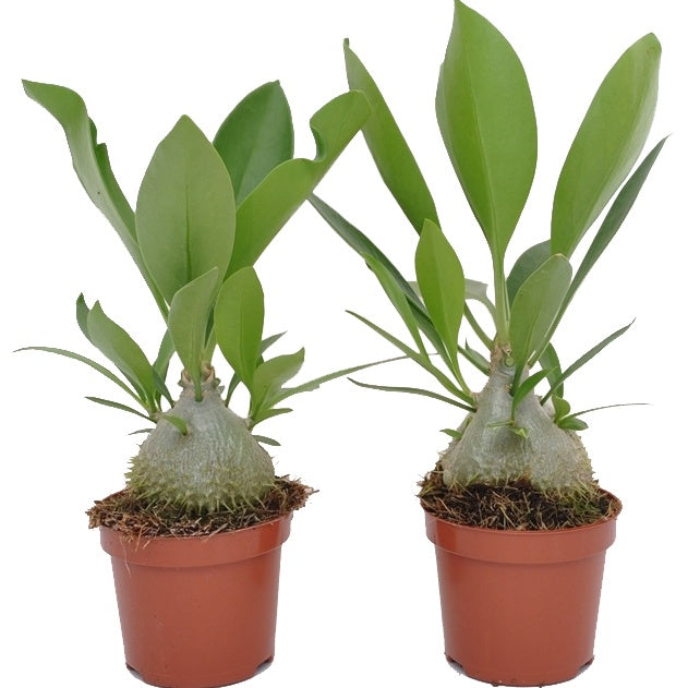 Myrmecodia Adventure (vendu sans cache-pot décoratif) - Myrmecodia adventure - Willemse