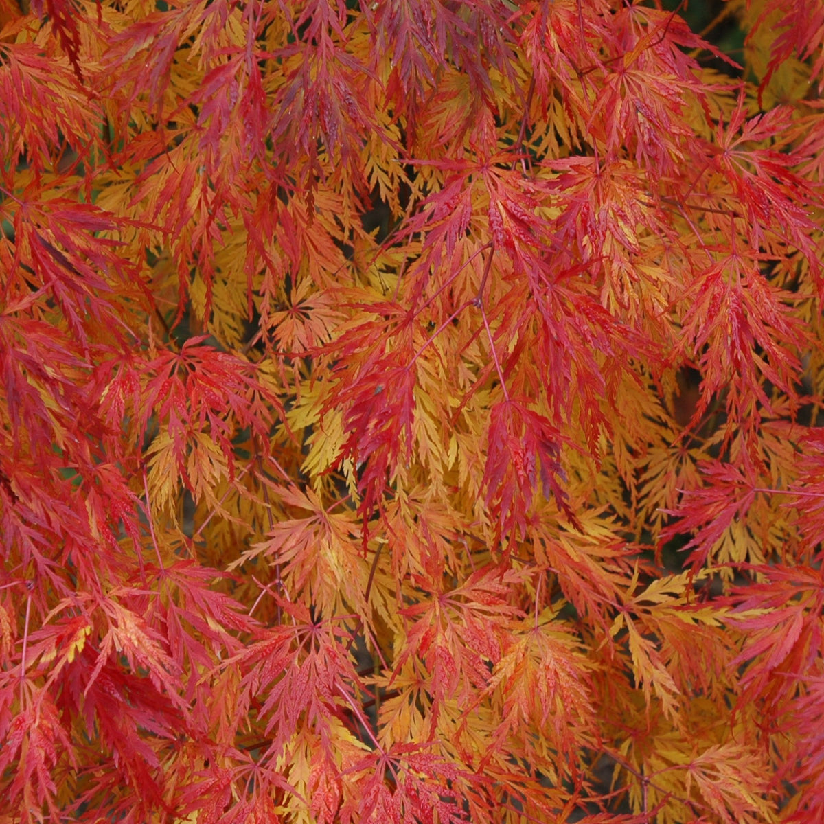 Erable Acer palmatum Seiryu 15L - Acer palmatum seiryu - Willemse