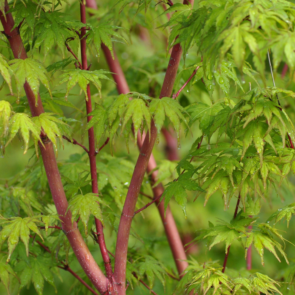 Erable Acer palmatum Sangokaku 15L - Acer palmatum sangokaku - Willemse