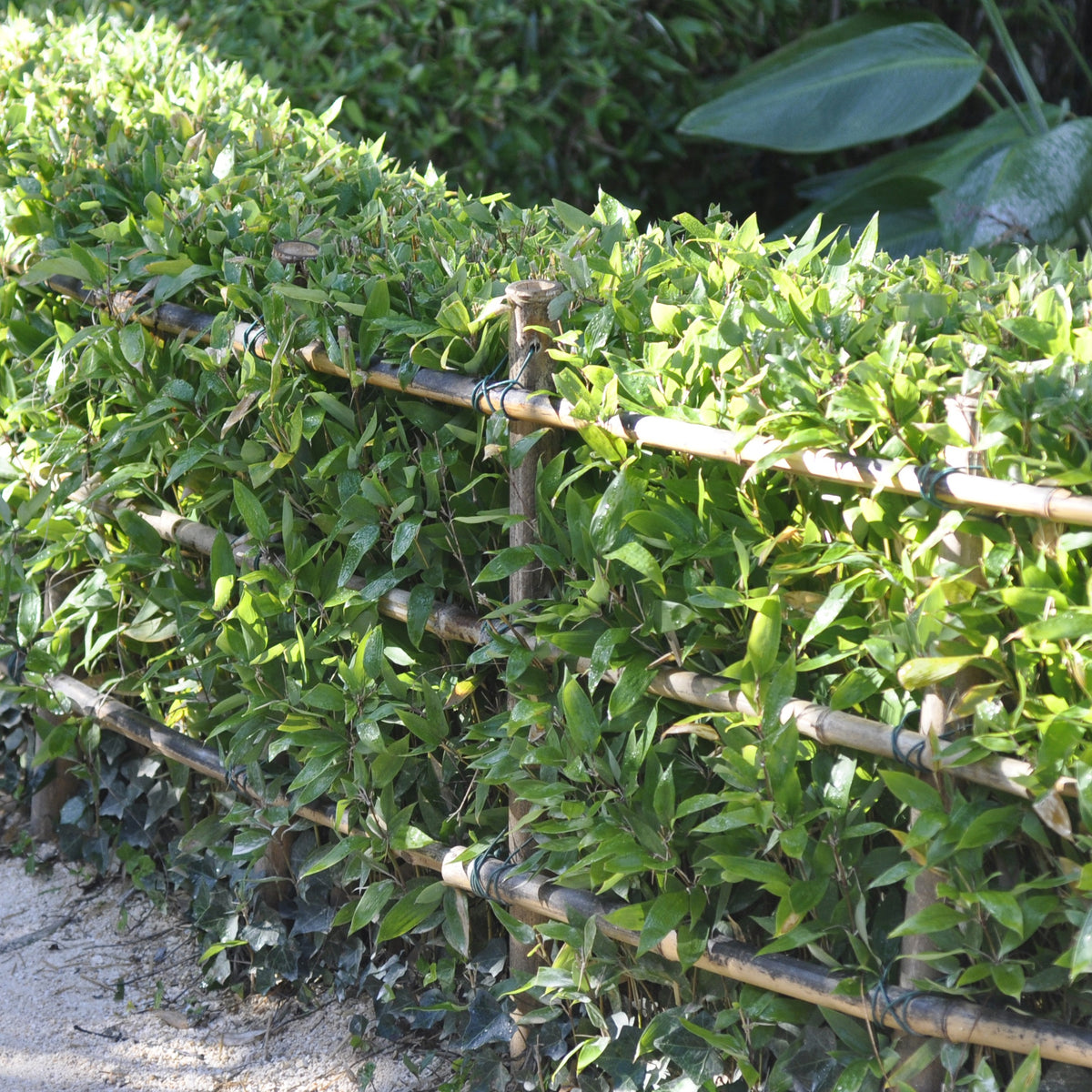 Bambou Shibataea kumasaca 3L - Shibataea kumasaca - Willemse