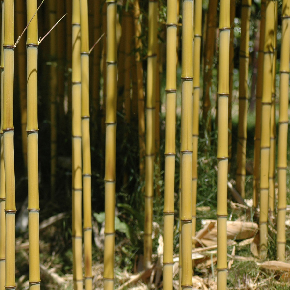 Bambou Phyllostachys aureosulcata Aureocaulis 30L pour votre jardin réf 020256 - Phyllostachys aureosulcata aureocaulis - Willemse