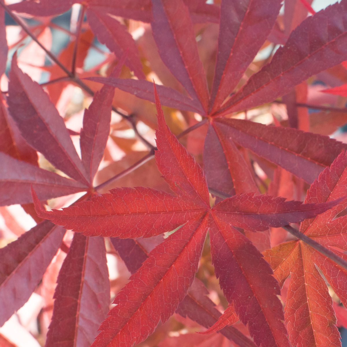 Erable Acer palmatum Atrolineare 15L - Acer palmatum atrolineare - Willemse