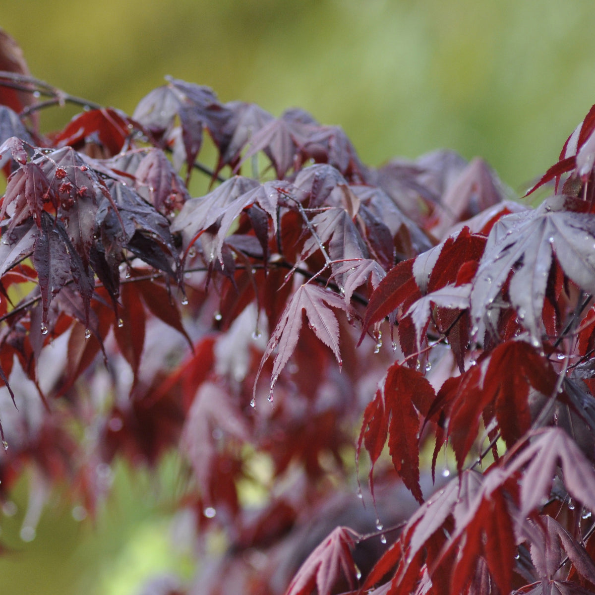 Erable Acer palmatum Bloodgood 15L - Acer palmatum bloodgood - Willemse