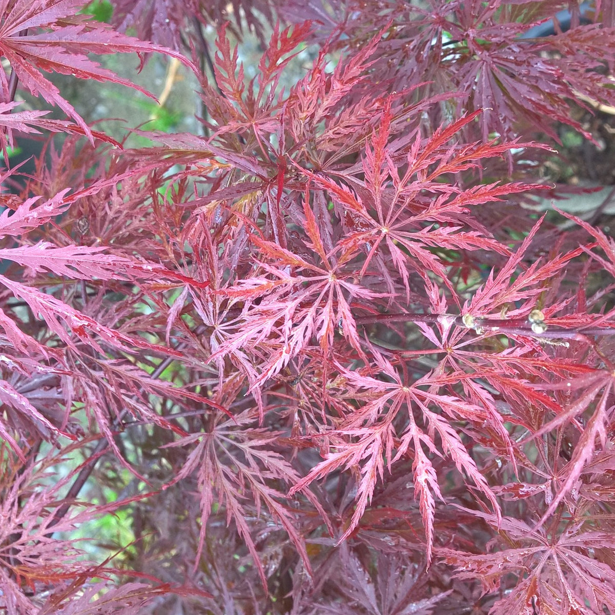 Erable Acer palmatum Crimson Queen 15L - Acer palmatum crimson queen - Willemse