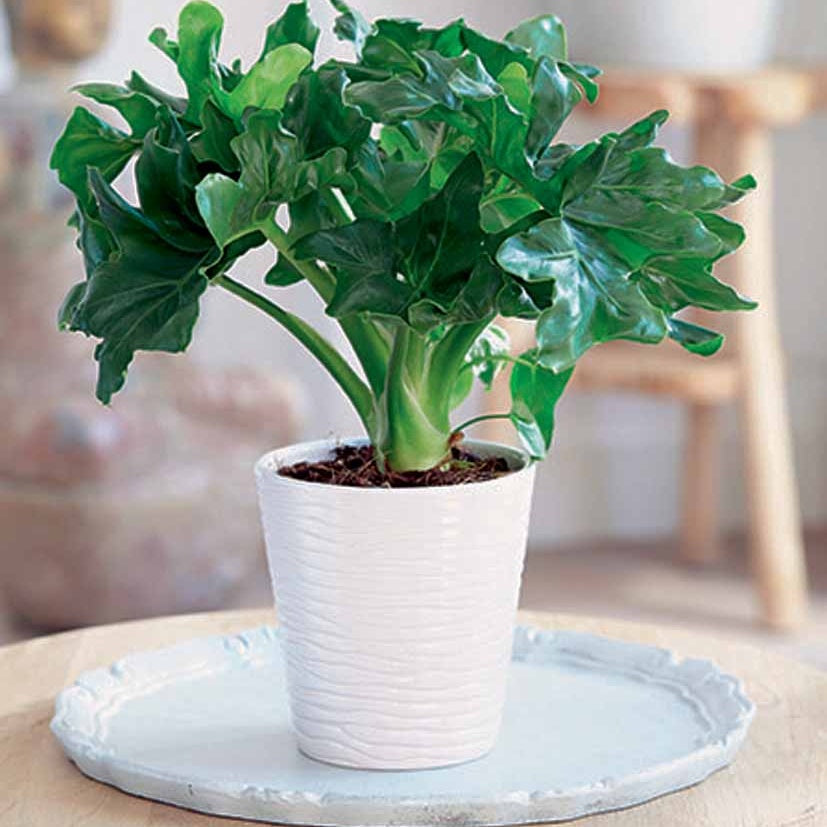 philodendron blanc et vert Philodendron Monstera Atom et son cache-pot blanc ELHO