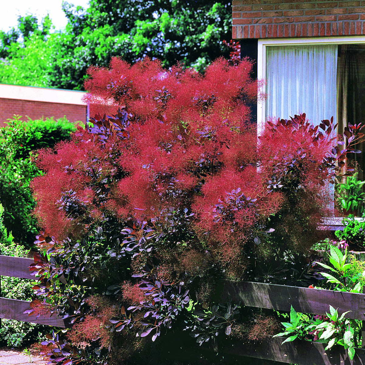 2 Arbres aux perruques pourpre Royal Purple - Cotinus coggygria royal purple - Willemse