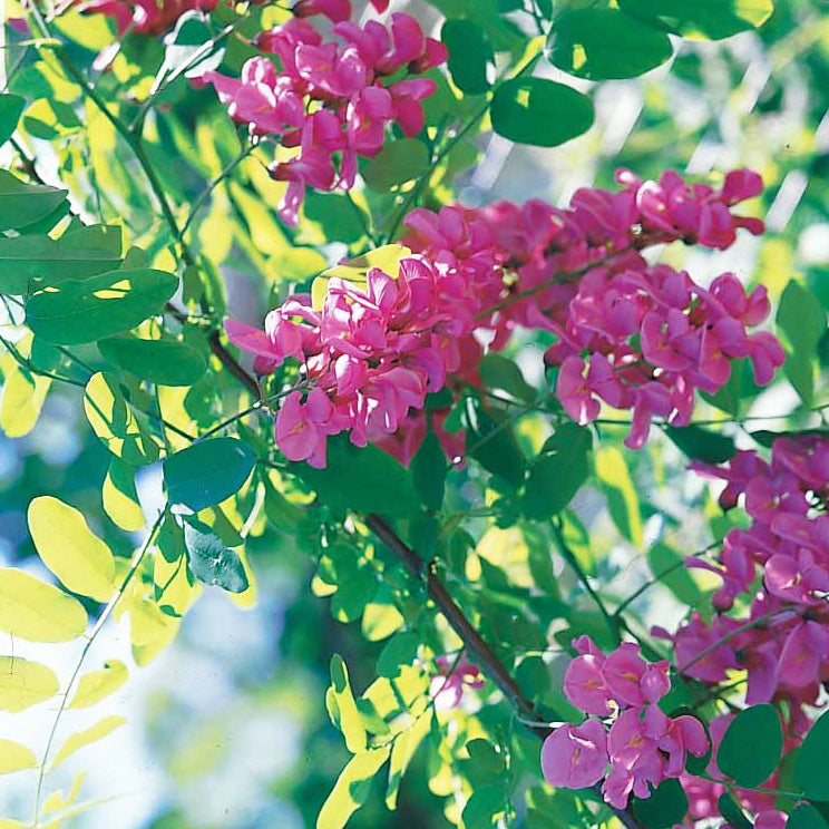 Acacia rose - Robinia hispida rosea - Willemse