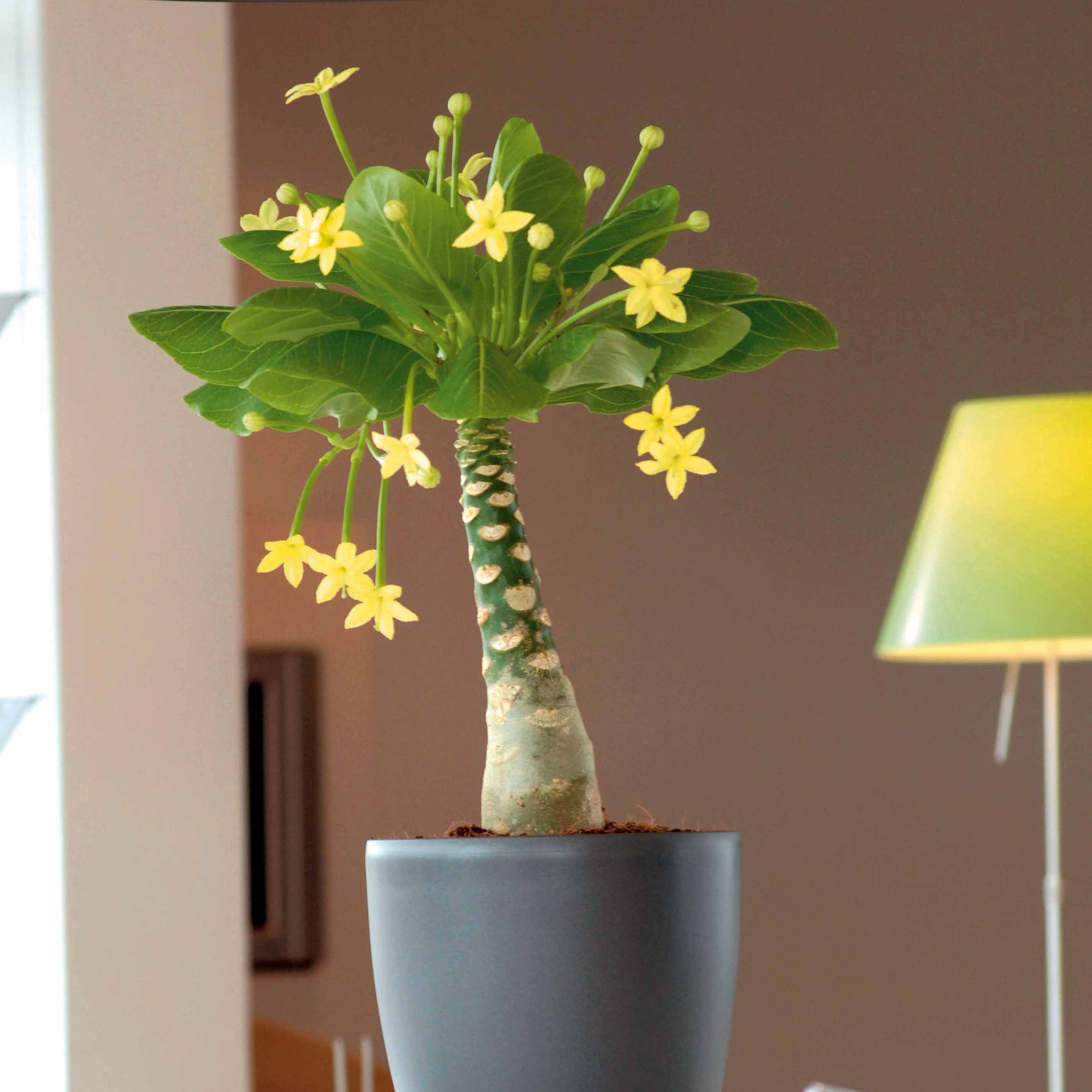 Palmier Hawaien + Cache pot blanc 14cm. - Brighamia insignis kirsten - Plantes