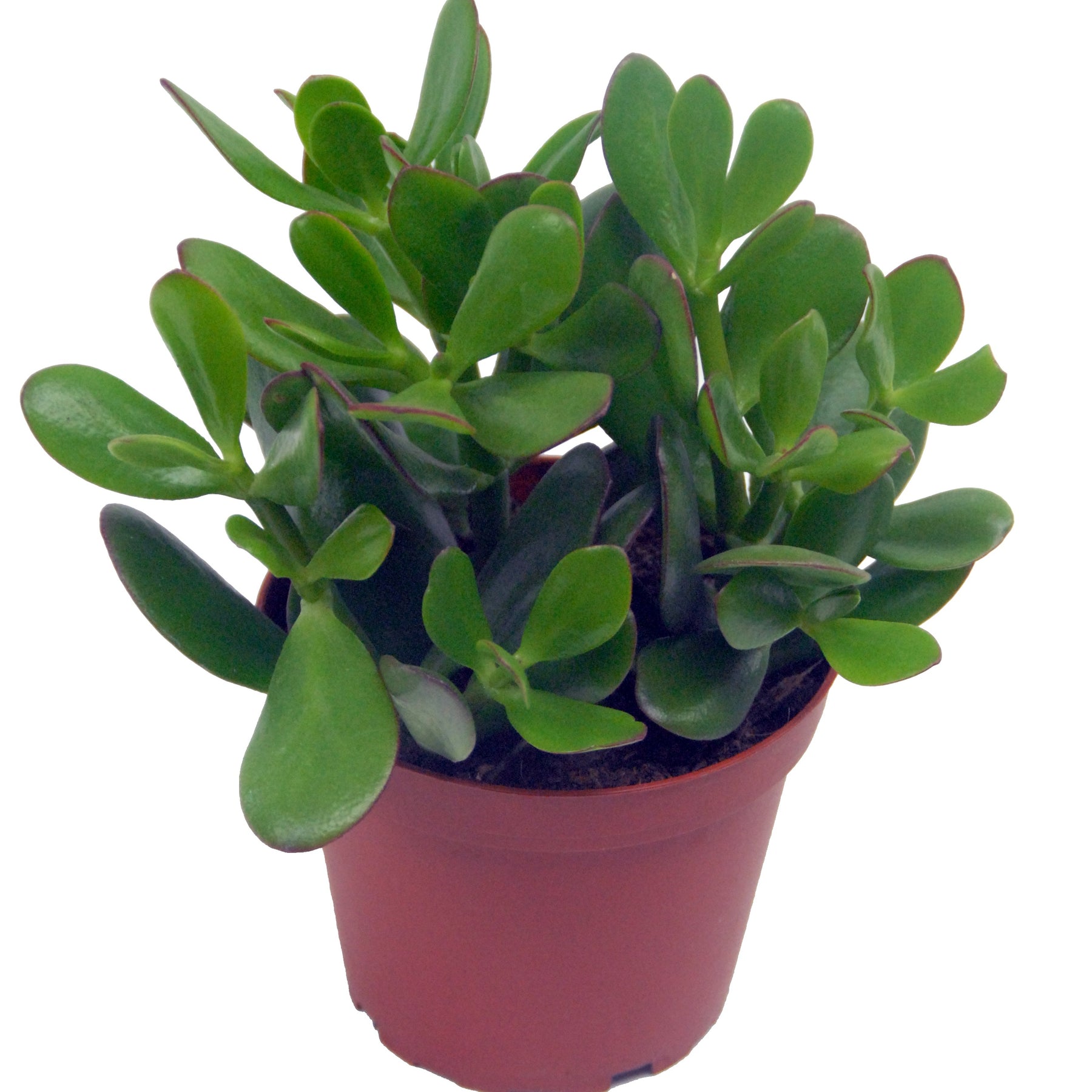 Crassula ovata argentea + cache pot blanc 14 cm - Crassula ovata argentea - Plantes