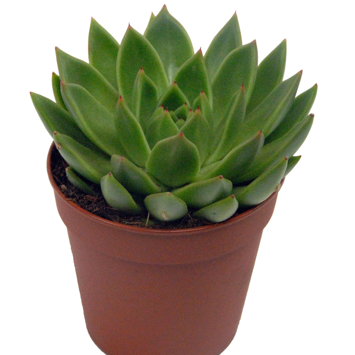 Echeveria agavoides et son cache-pot blanc ELHO - Echeveria agavoides - Willemse
