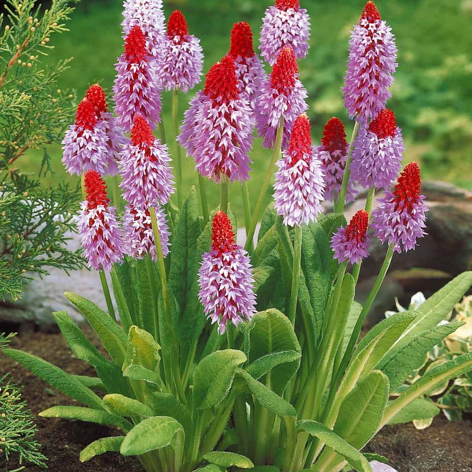 3 Primevères des marais - Primula vialii - Willemse
