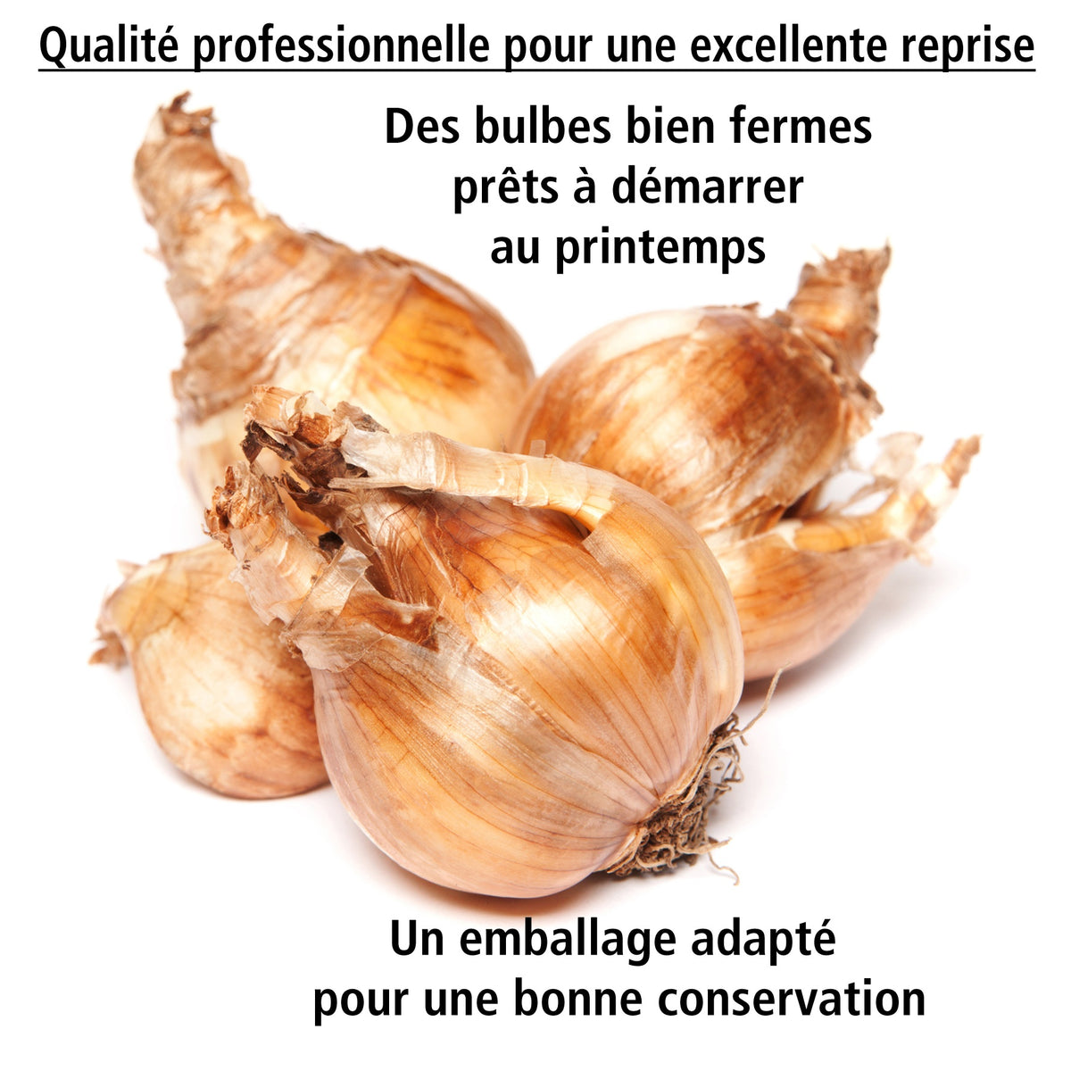 10 Narcisses Tête à Tête doubles - Narcissus tête à tête - Willemse